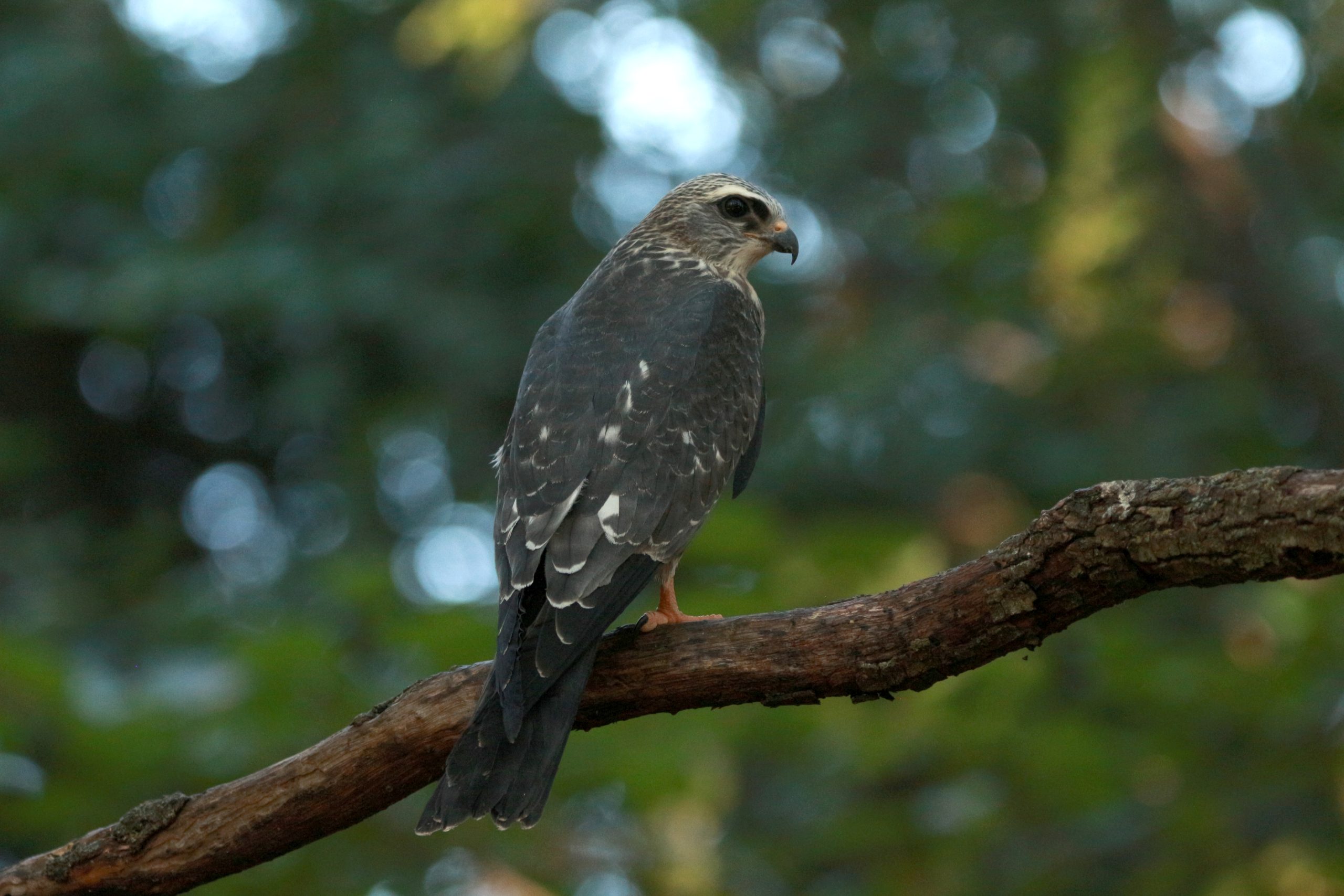 Lights Out Oklahoma asks residents to flip the switch