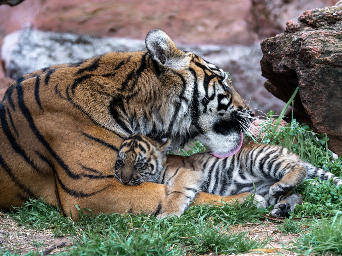 OKC Zoo Sets New March Record