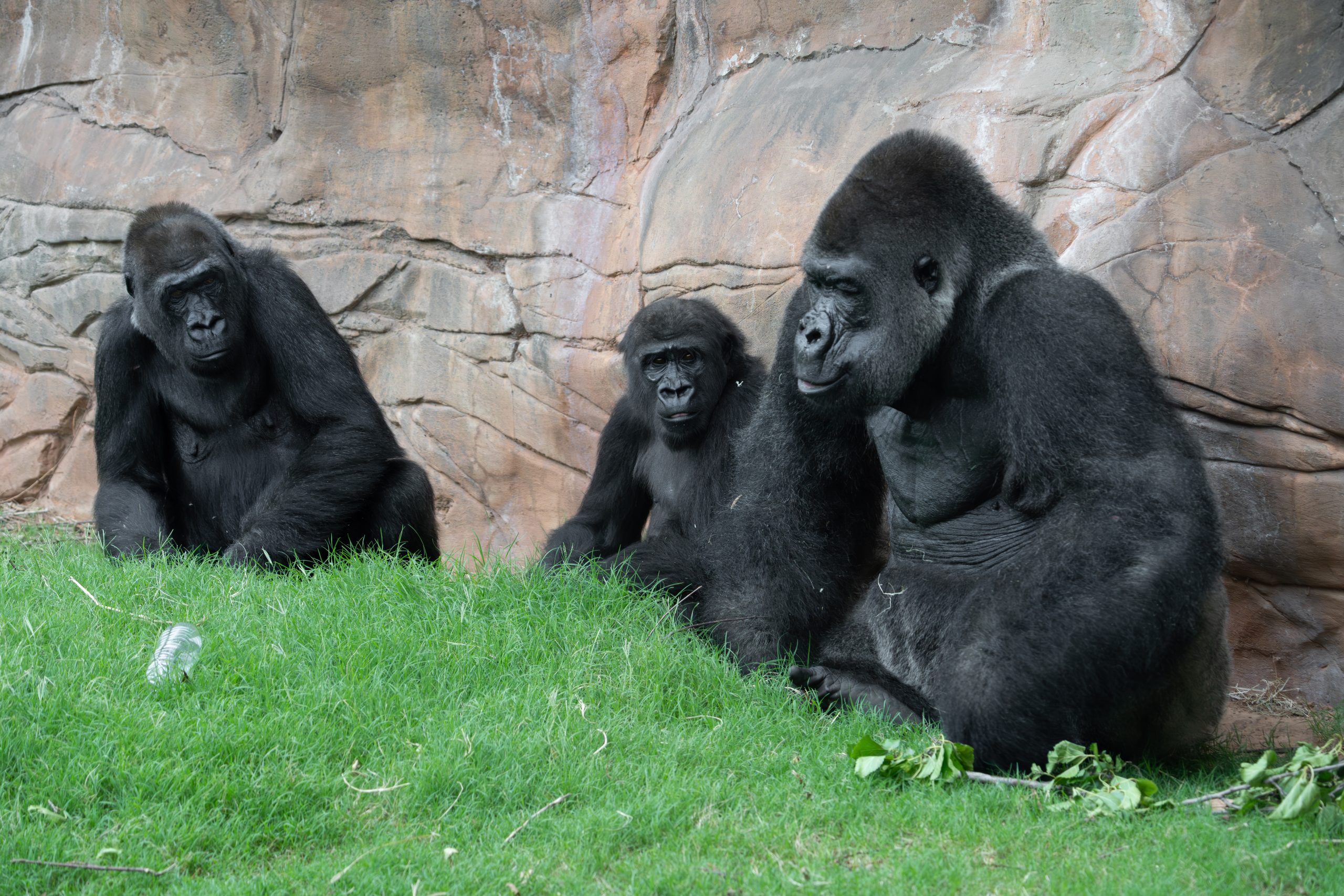 OKC Zoo welcomes two endangered gorillas