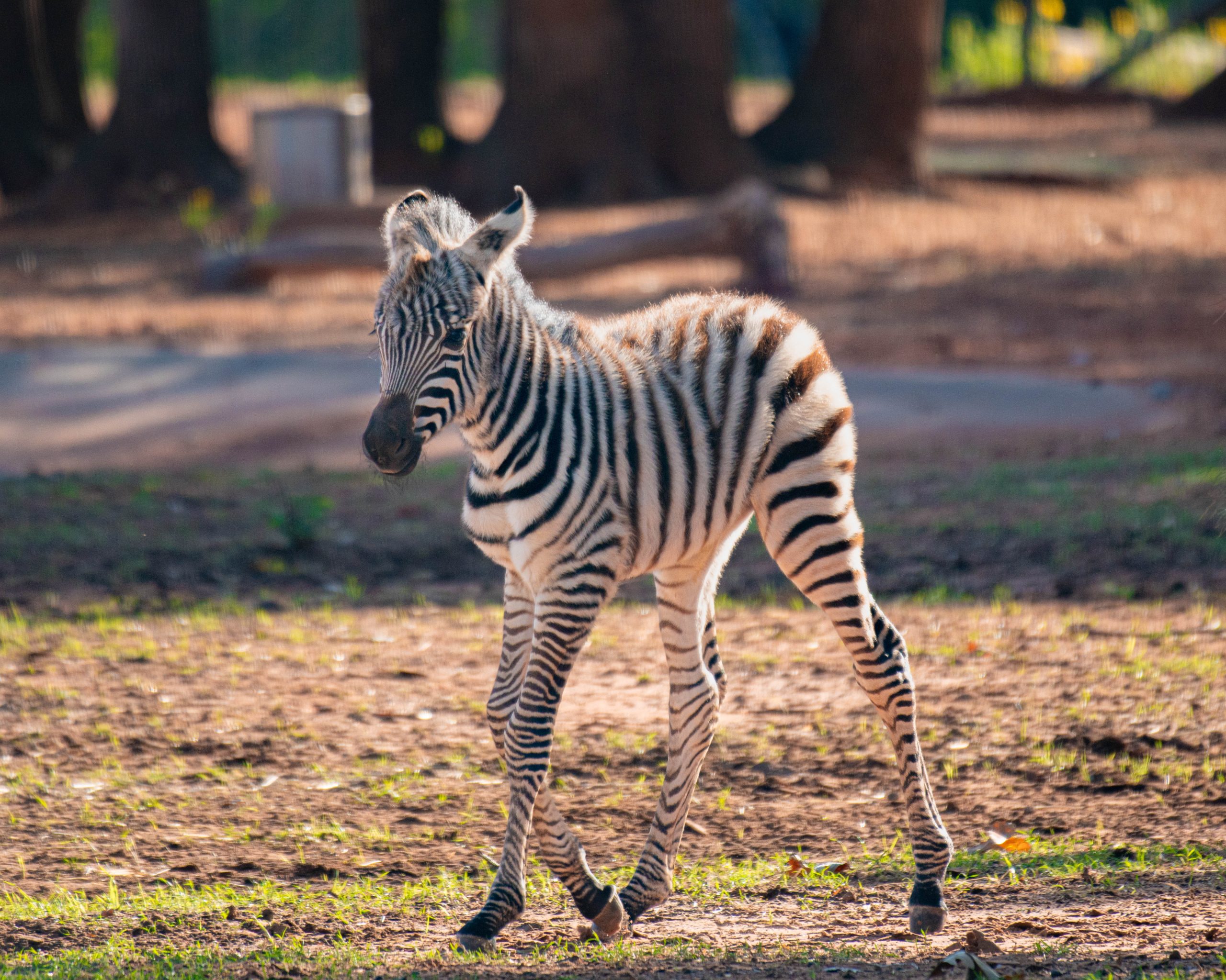 OKC Zoo Welcomes Zebra Foal Astra